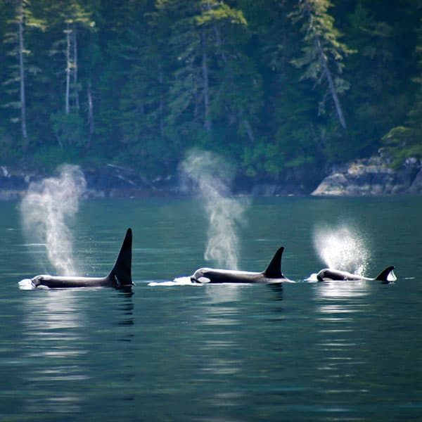 Île de Vancouver en camping-car